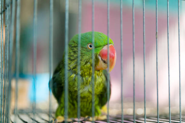 istock A green parrot trapped in a steel cage and staring at the camera pitifully. 679852948