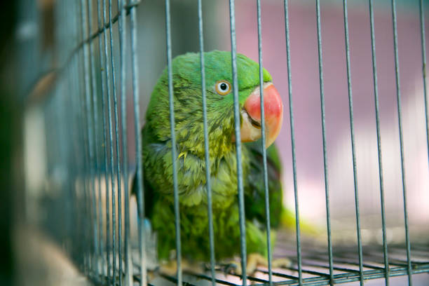 istock A green parrot trapped in a steel cage and staring at the camera pitifully. 679853162