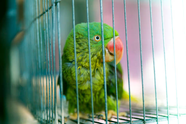 istock A green parrot trapped in a steel cage and staring at the camera pitifully. 679853228