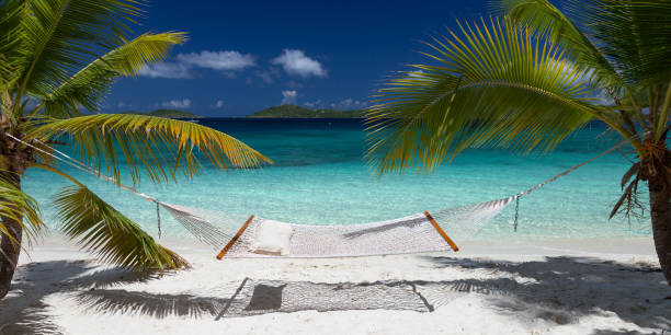 istock hammock and palm trees on tropical beach 679856532
