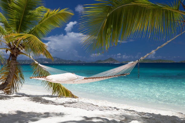 istock hammock and palm trees on tropical beach 679856534