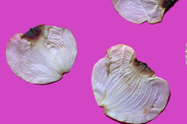 Dogwood petals on pink background