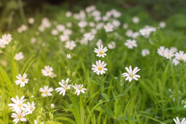 istock Green grass and chamomiles in the nature 679857292