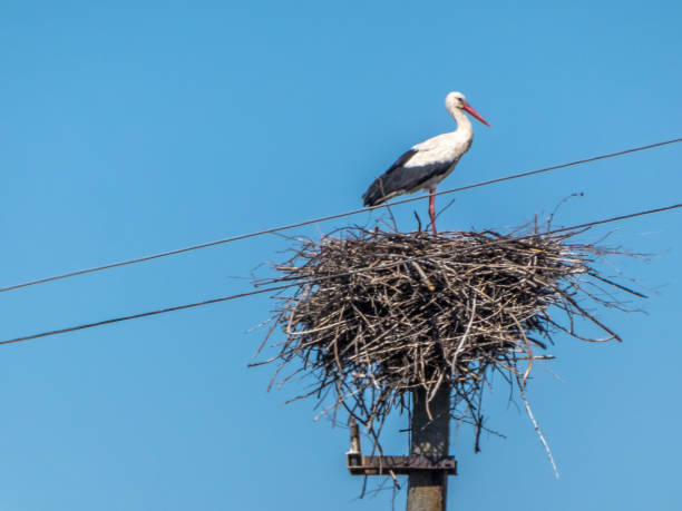 istock Stork in the nest on the pillar 679859964