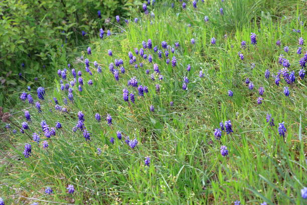 istock Flowers Muscari armeniacum 679860116