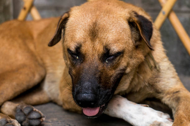 istock Homeless dog is sitting. 679860194