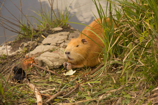 istock large adult red-haired nutria 679863626