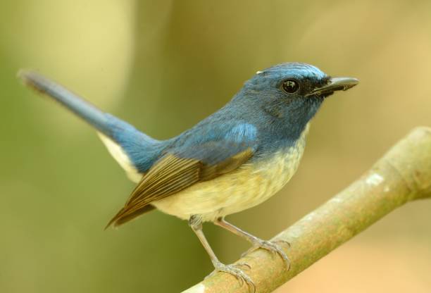 istock male hainan blue flycatcher 679863716