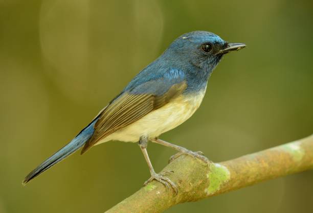 istock male hainan blue flycatcher 679863890