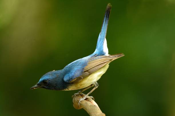 istock male hainan blue flycatcher 679864224