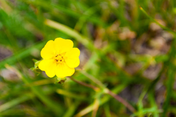 istock Wild flower, Great Basin National Park, Nevada 679864260