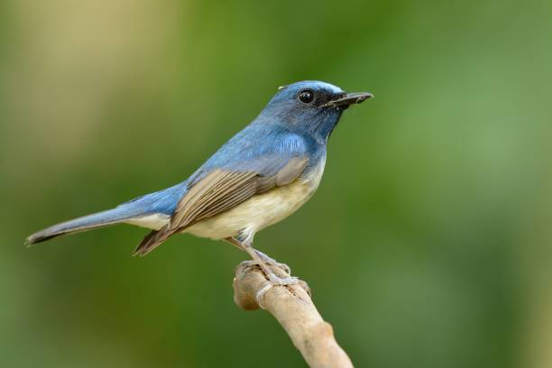 istock male hainan blue flycatcher 679864450