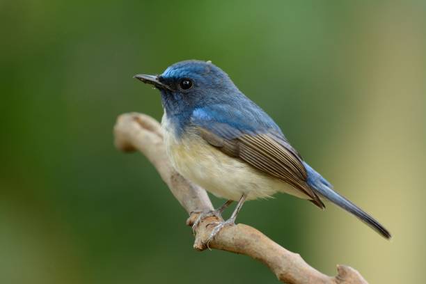 istock male hainan blue flycatcher 679866628