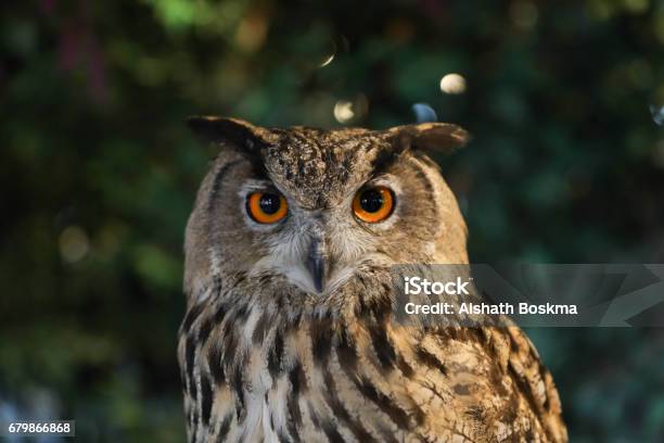 Eurasian Eagle Owl Stockfoto und mehr Bilder von Eule - Eule, Auge, Bedrohte Tierart