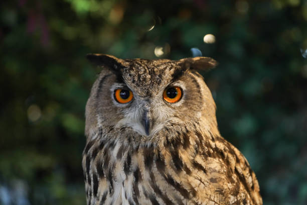 Eurasian eagle owl Eurasian eagle owl eurasian eagle owl stock pictures, royalty-free photos & images