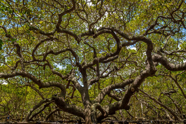 maior cajueiro - pirangi, rio grande do mundo do norte, brasil - tropical climate audio - fotografias e filmes do acervo