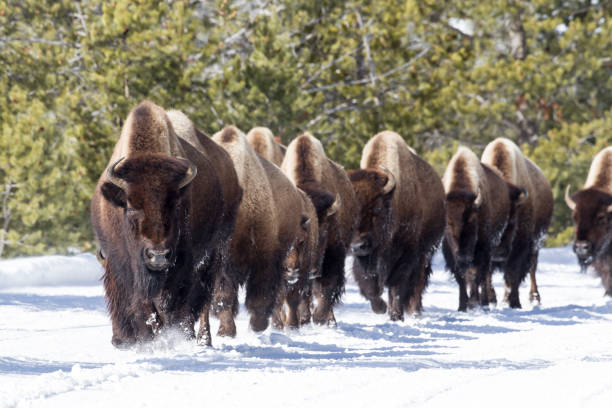 istock Herd Of American Bison. 679867476