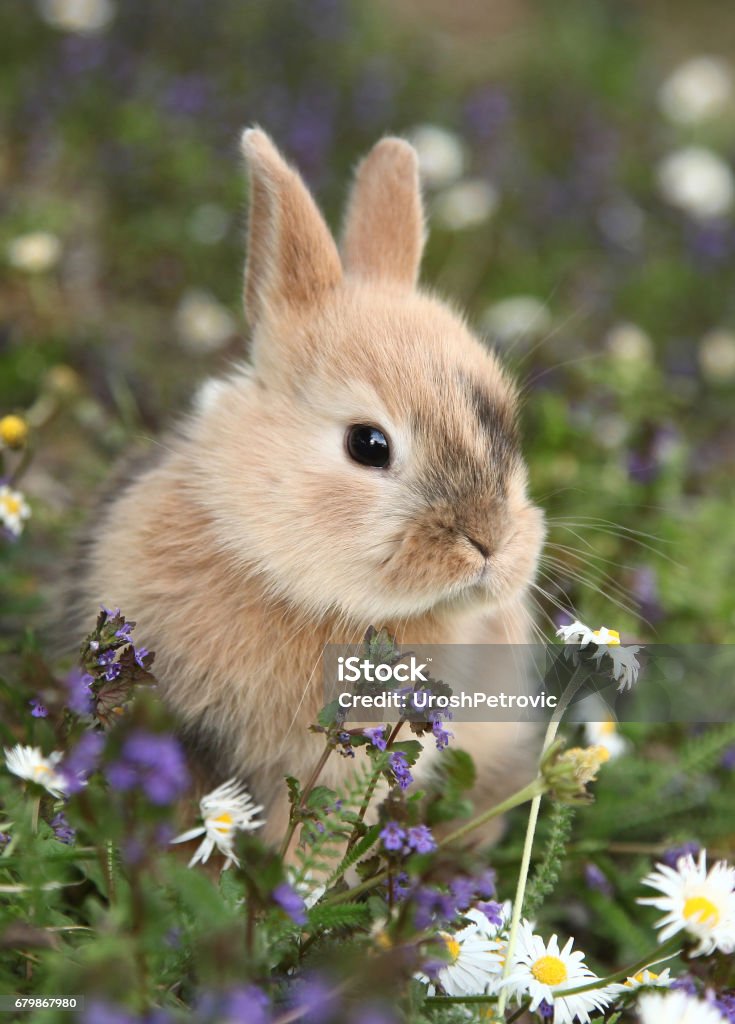 Cute bunny rabbit in colorful meadow This is a beautiful rabbit bunny. Rabbit - Animal Stock Photo