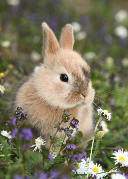 Cute bunny rabbit in colorful meadow stock photo