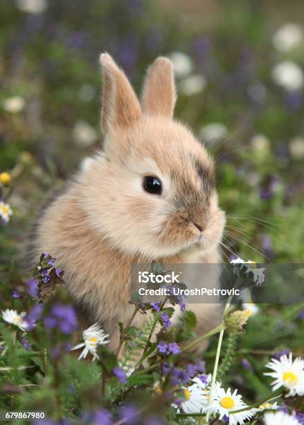 Cute Bunny Rabbit In Colorful Meadow Stock Photo - Download Image Now - Rabbit - Animal, Flower, Cute