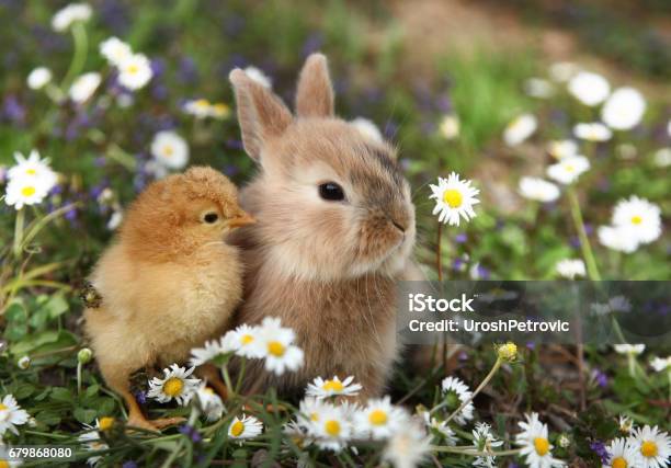 Bunny Rabbit And Chick Are Best Friends Stock Photo - Download Image Now - Rabbit - Animal, Baby Chicken, Baby Rabbit