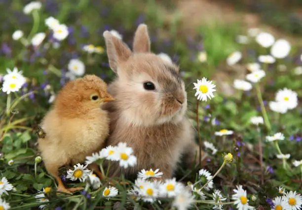 Photo of Bunny rabbit and chick are best friends