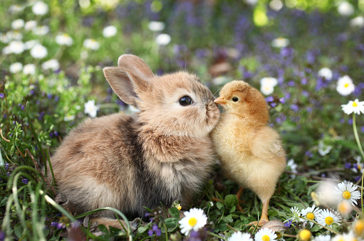 Pollo y conejo de conejito de mejores amigos se besan photo