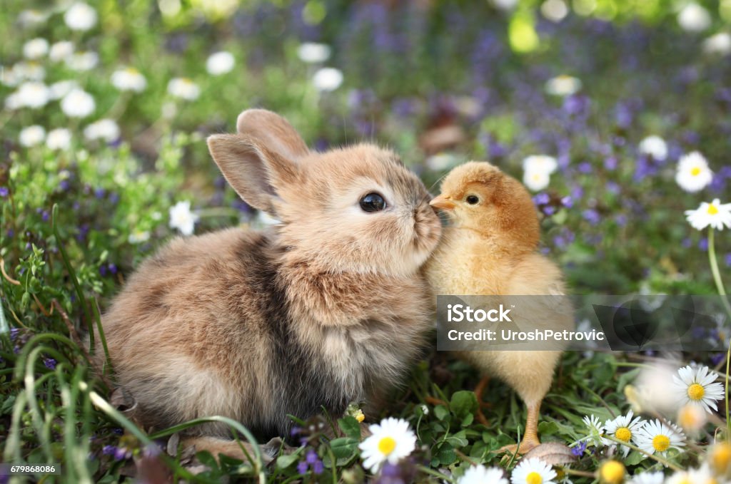 Pollo y conejo de conejito de mejores amigos se besan - Foto de stock de Conejo - Animal libre de derechos