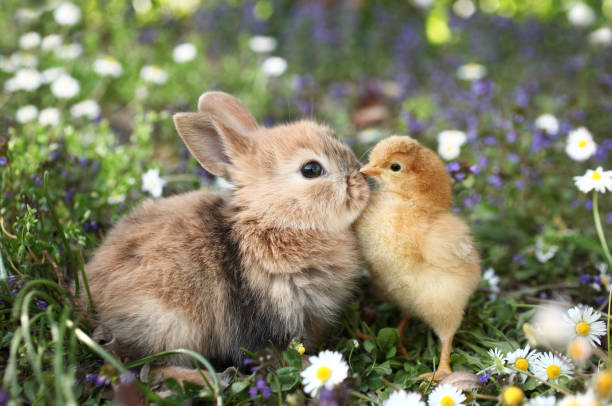 Best friends bunny rabbit and chick are kissing Here are rabbit bunny and chick. young animal photos stock pictures, royalty-free photos & images