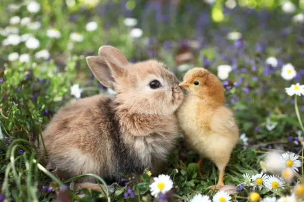 Photo of Best friends bunny rabbit and chick are kissing