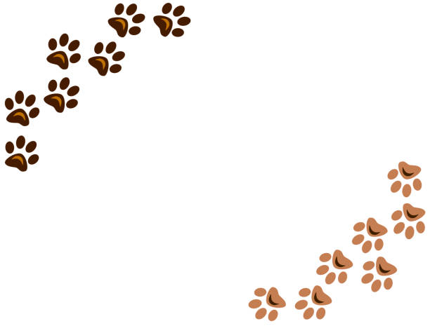 Animal paw prints on white background with empty space for your images and text.