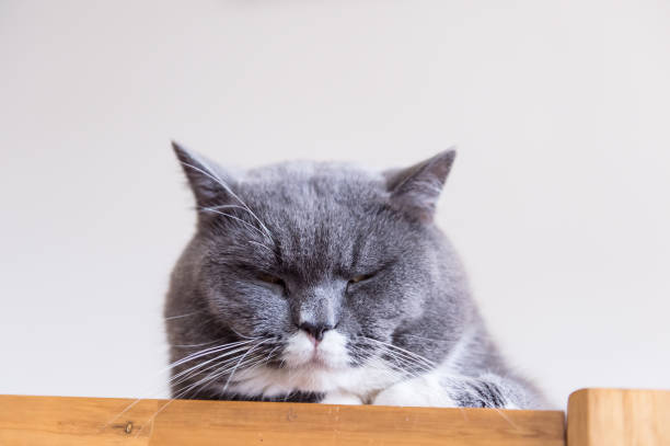 istock The British cat, lay on the tablehe 679868284