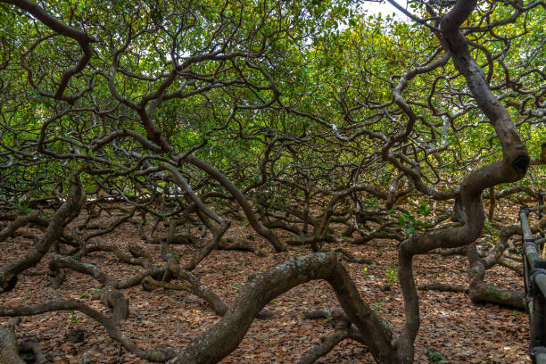 árbol de anacardo más grande - pirangi, río grande del mundo do norte, brasil - tropical climate audio fotografías e imágenes de stock