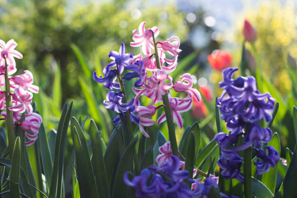 istock Hyacinthus in the Garden 679881888