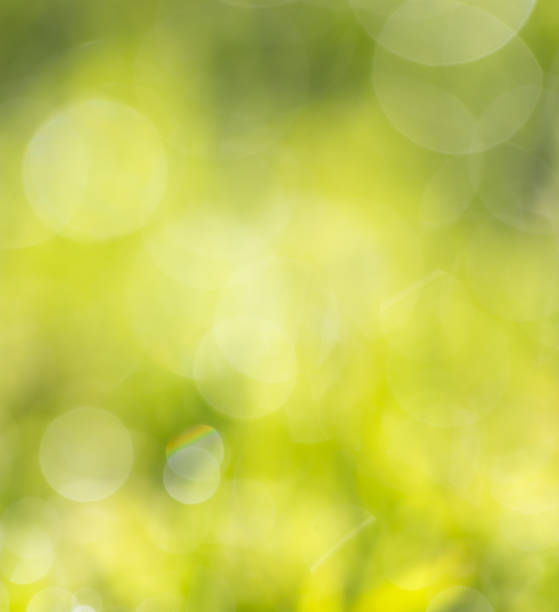 istock Beautiful green bokeh nature as background 679882062