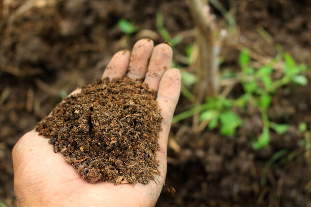 istock compost in hand use to growing plant 679882148