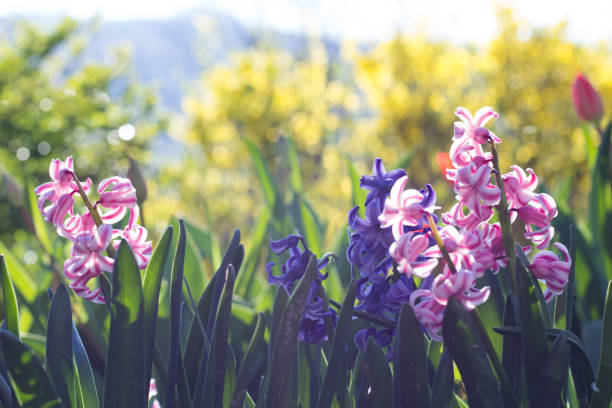 istock Hyacinthus in the Garden 679882278