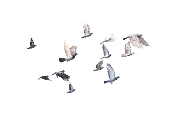istock group of pigeon flying isolated for dicutClipping inside 679882512