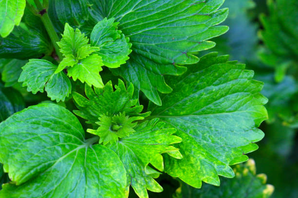 istock fresh green leaf close up bright and beautyful 679884608