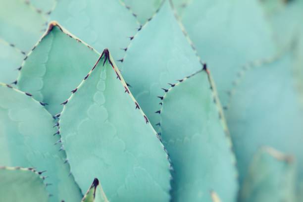 istock Sharp pointed agave plant leaves bunched together. 679884692