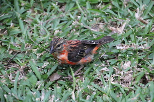 istock Male Red Fody 679884934