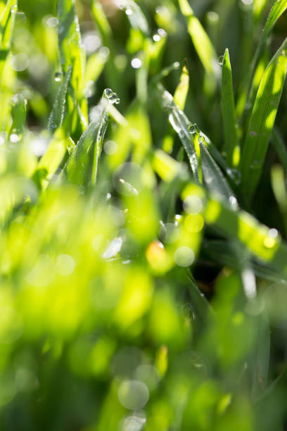 istock Green grass in the dew on the nature 679885678