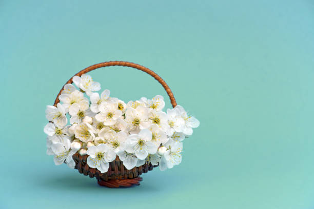Gentle cherry blossoms in a small wooden basket. Close-up. Spring. Card. Tenderness.Celebratory background.