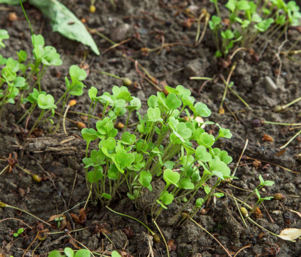 istock Fresh organic arugula sprouts heap growing in the garden 679891500