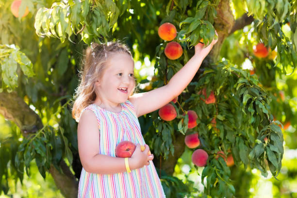 果樹から桃を摘んで食べる子ども - 11992 ストックフォトと画像