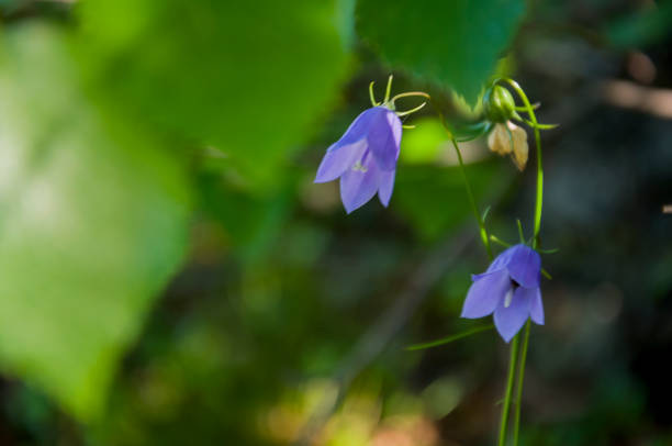 Blue flower harebell in the meadow