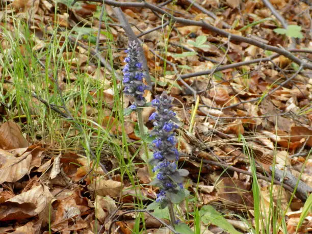 Beautiful purple flower. This flower is part of Salep orchid family . Common in inaccessible woods from mid April to mid June