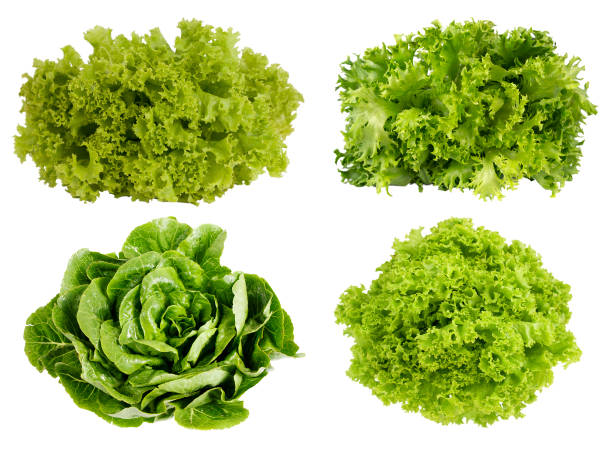 istock Fresh green lettuce isolated on white background. 679902570