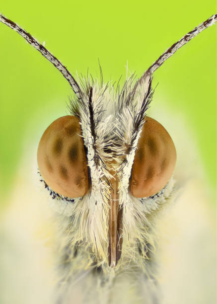 istock Extreme magnification - Anthocharis cardamine butterfly 679904500