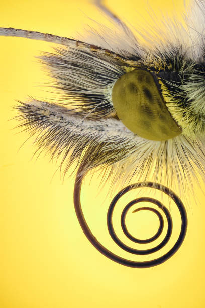 Extreme magnification - Anthocharis cardamine butterfly
